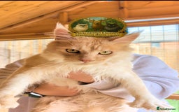 Maine Coon cats for stud: High Red Smoke 66/66 Polydactyl European line - Image 6