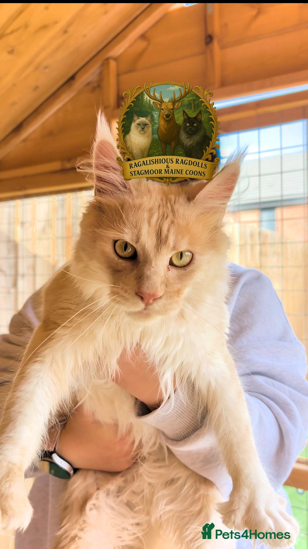 Maine Coon cats for stud: High Red Smoke 66/66 Polydactyl European line - Image 6