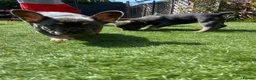 French Bulldog dogs for sale: 3 Girls 3 Big Personalities! - Advert 1