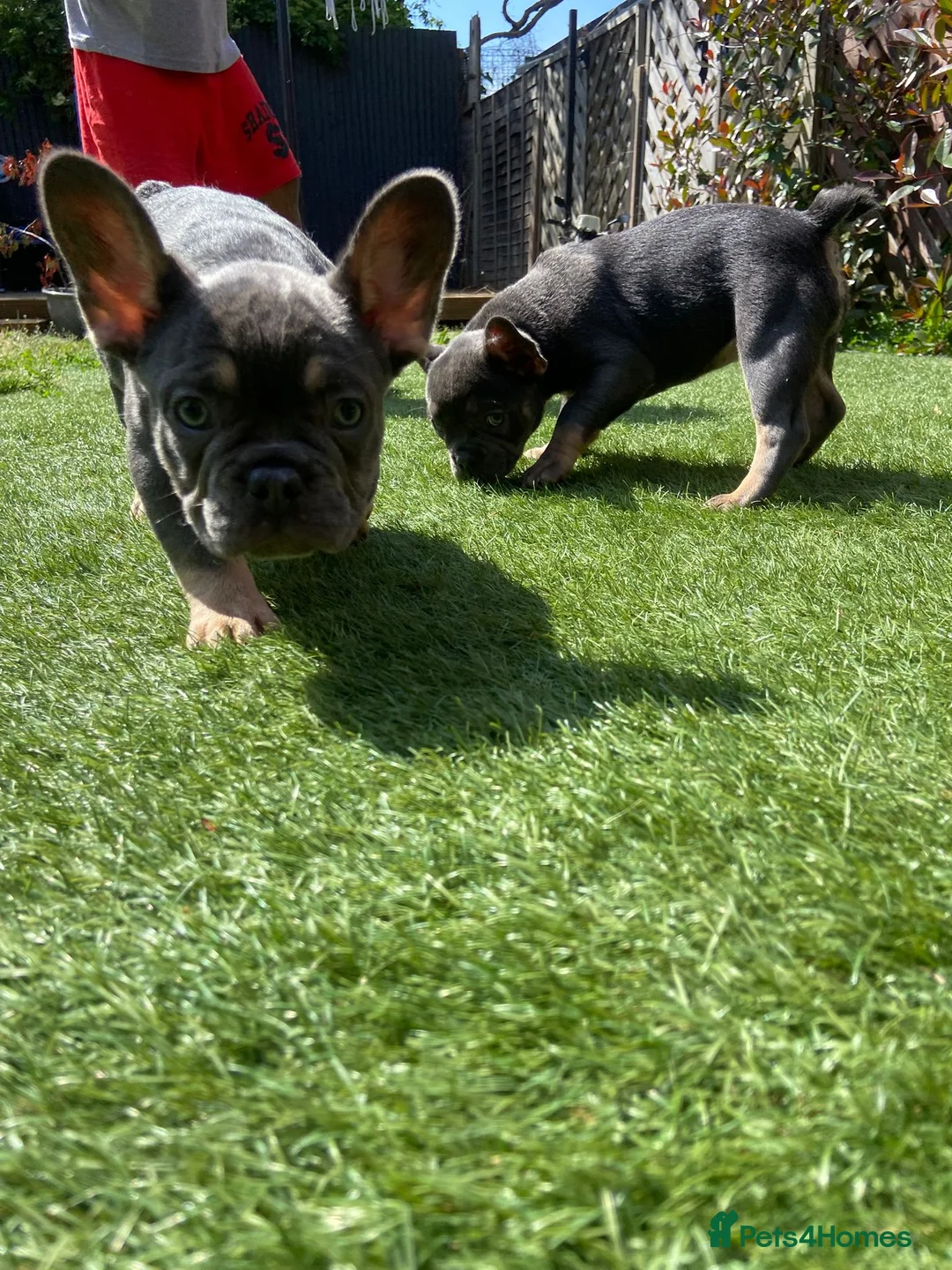 French Bulldog dogs for sale: 3 Girls 3 Big Personalities! - Advert 1