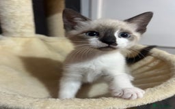 Snowshoe cats for sale: Three stunning snowshoe kittens  - Advert 11