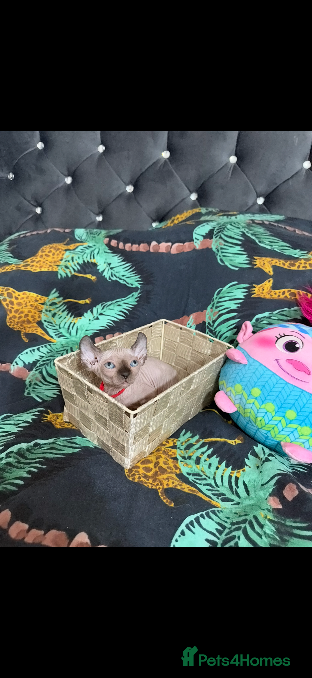 Sphynx cats for sale: Bald, bold elf blue eyes kittens  - Image 24