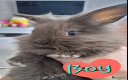Mini Lion Lop rabbits for sale: Fluffy lion-lop bunnies BOYS READY NOW - Image 7