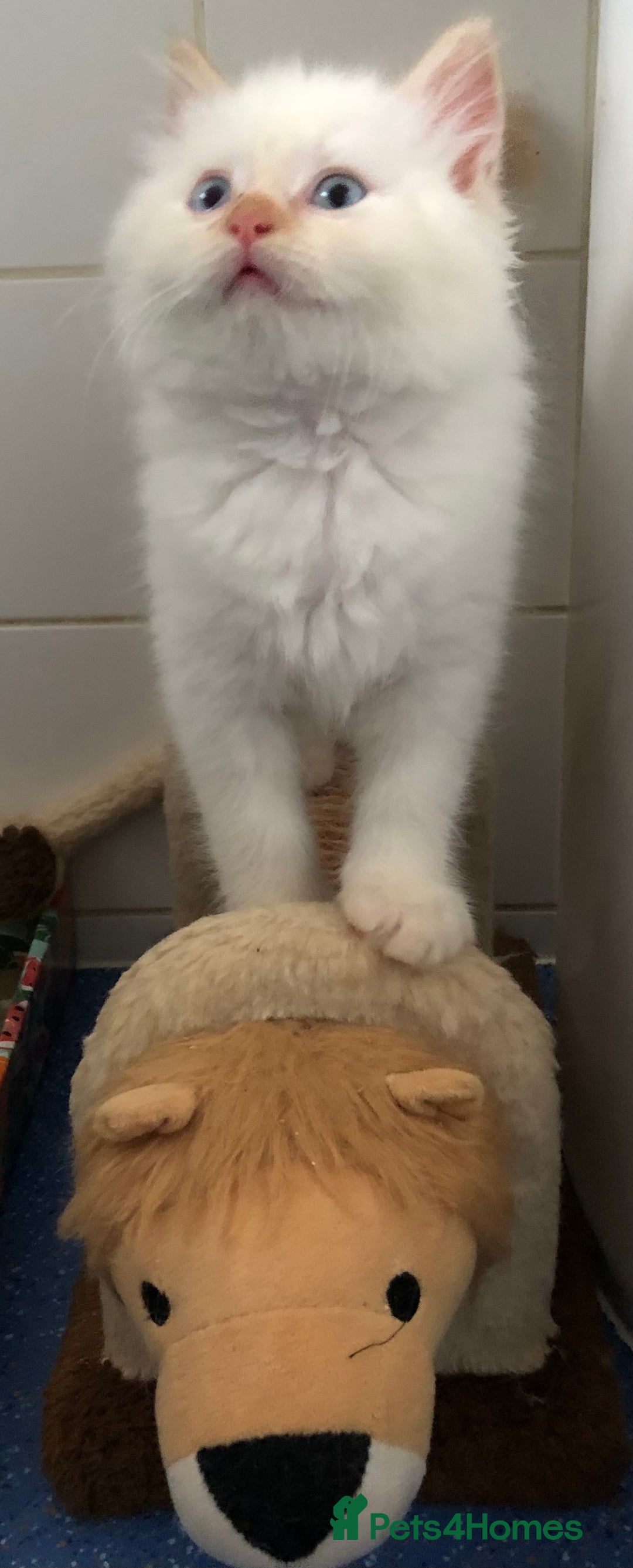 British Shorthair cats for sale: 3 gorgeous babies remaining 2 boys 1 girl 😻 - Image 2