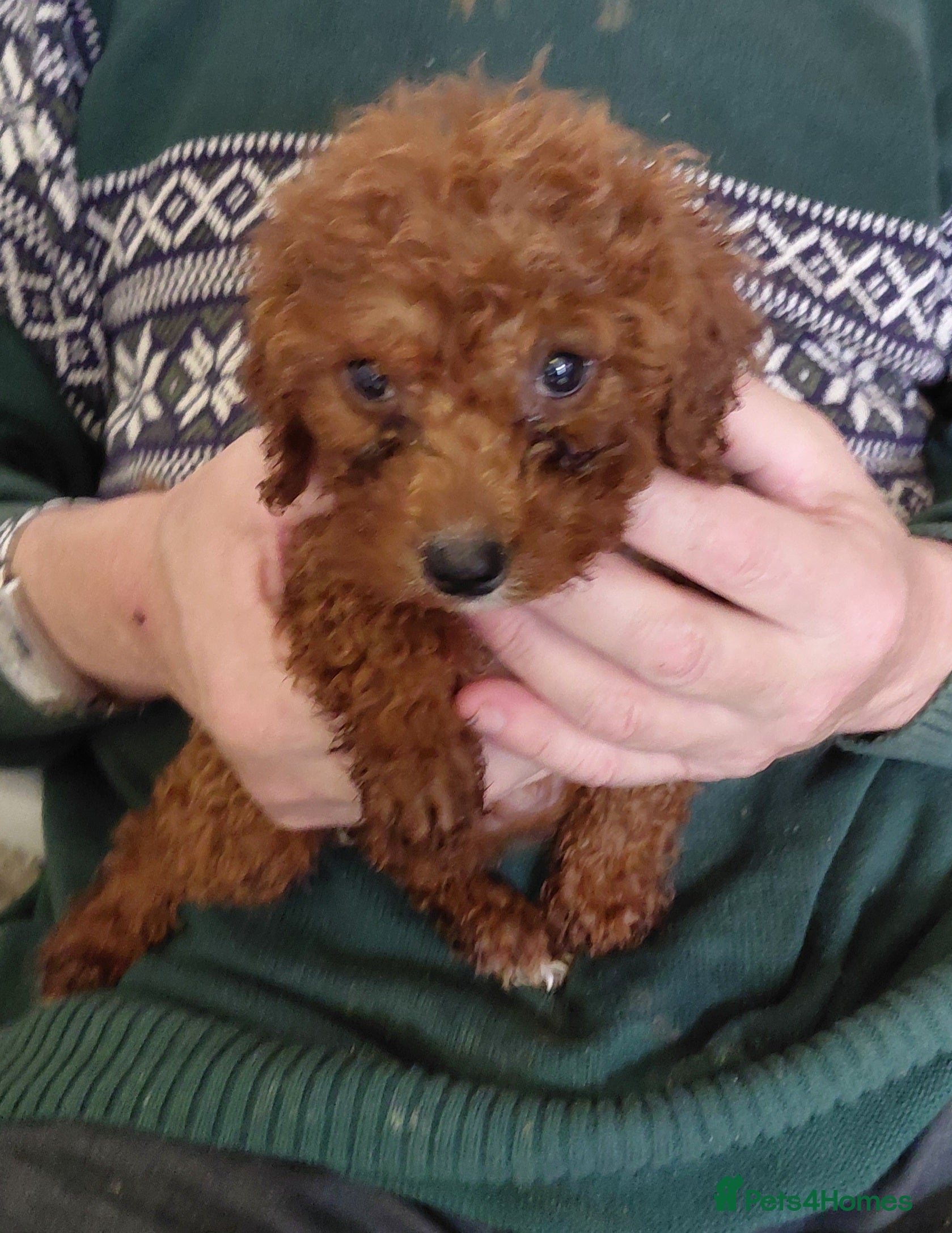Cavapoo dogs F2 cavapoo puppies  - Advert 2