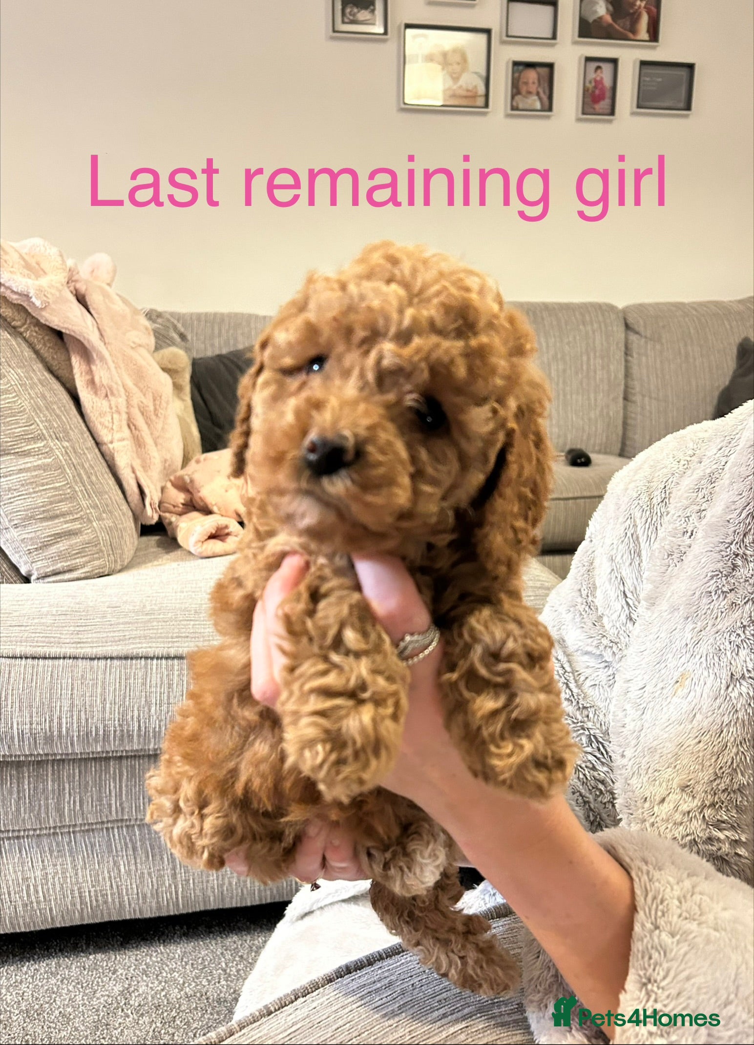 Cavapoo dogs Stunning Merle toy f1b Cavapoo puppies - Advert 17