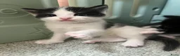 Mixed Breed cats for sale: 4 kittens for sale  in Warrington - Advert 13