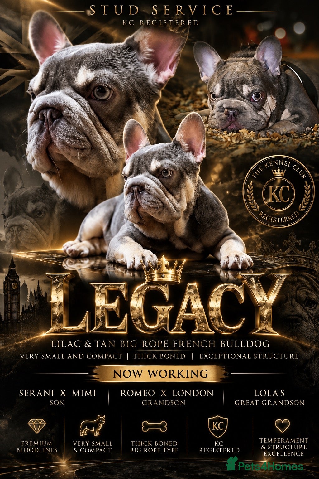French Bulldog dogs LEGACY LILAC AND TAN FRENCH BULLDOG  - Advert 1