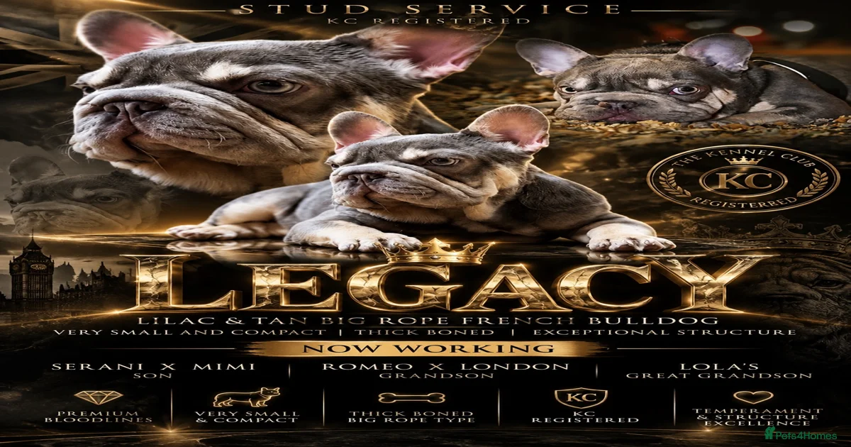 French Bulldog Dogs for stud | Pets4Homes