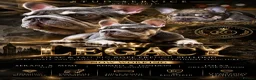 French Bulldog dogs for stud: LEGACY LILAC AND TAN FRENCH BULLDOG  - Advert 1