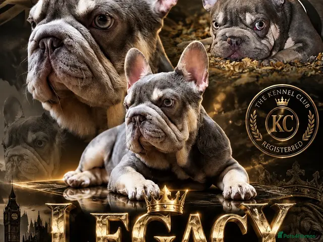 French Bulldog dogs LEGACY LILAC AND TAN FRENCH BULLDOG - Advert 1