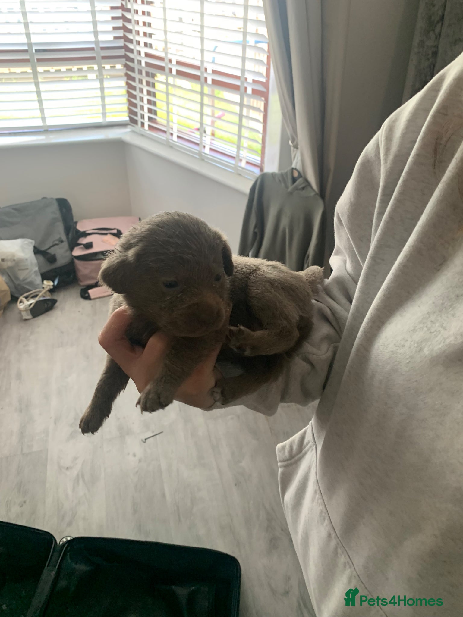 Labrador Retriever dogs for sale: Silver Labrador puppies  in Carlisle - Advert 6