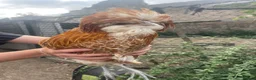 Chickens poultry for sale: Male Buff Polish chicken for sale in London - Advert 3