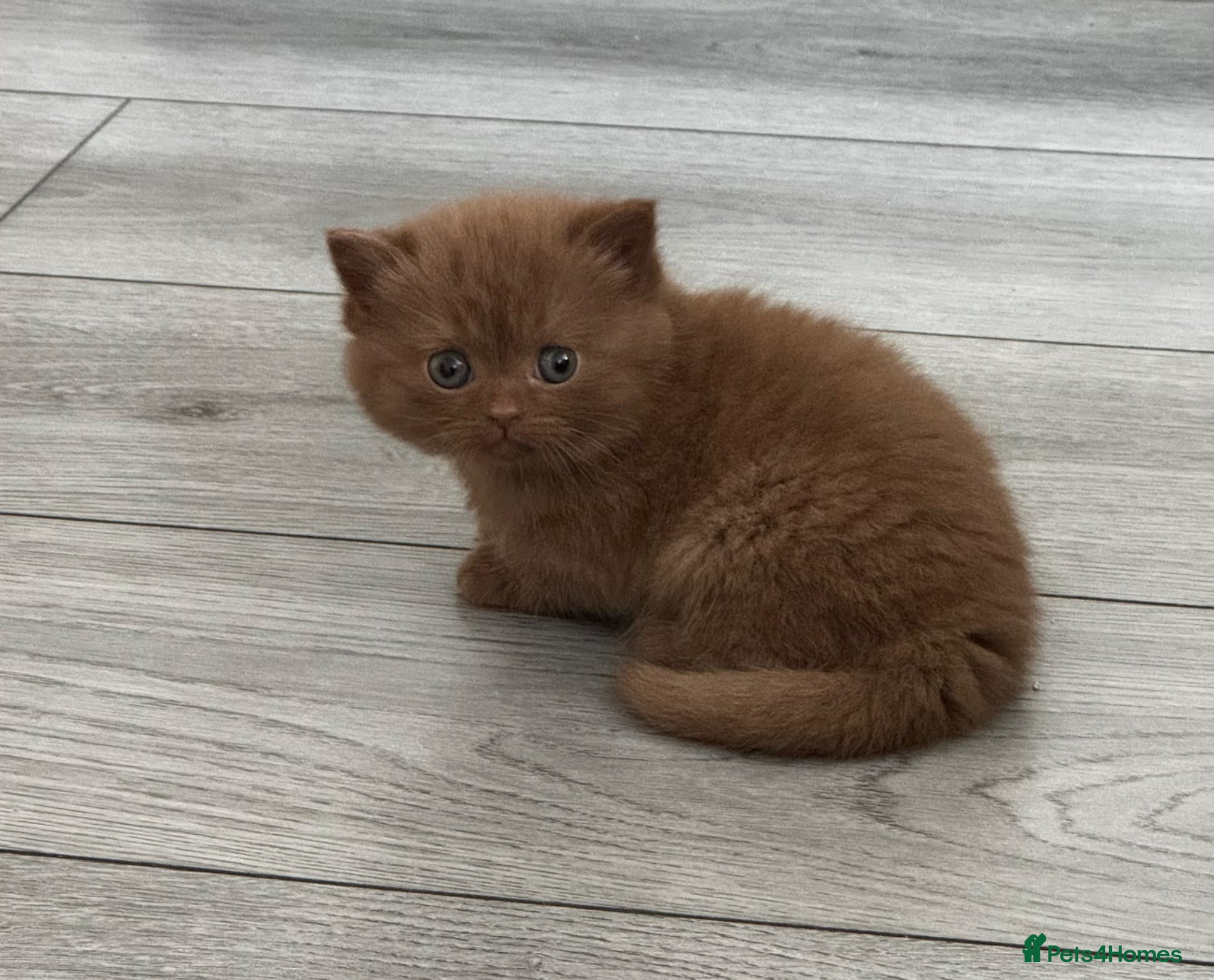 British Shorthair cats British shorthair kittens  - Advert 1