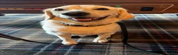 Labrador Retriever dogs for sale: Gorgeous Rufus - seeking forever home.  - Advert 6