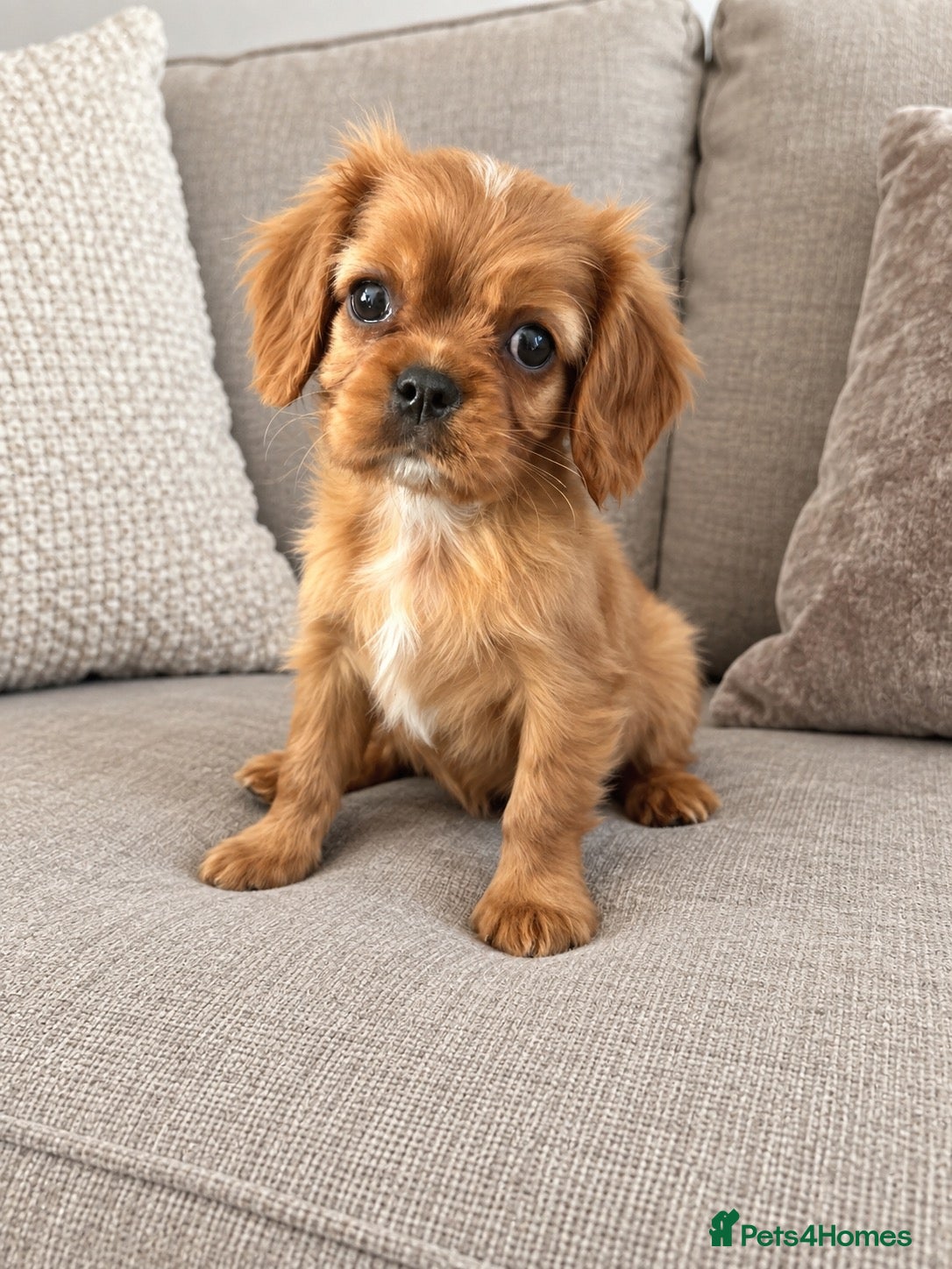Cavalier King Charles Spaniel dogs ** DNA 🧬 PRA CLEAR CAVALIER KING CHARLES PUPPIES  - Advert 1