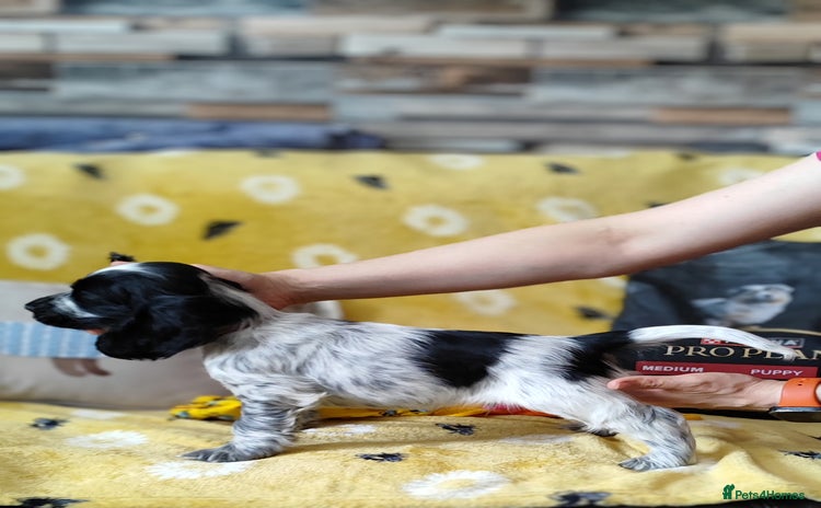 Cocker Spaniel dogs - Advert 3