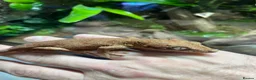 Gecko reptiles for sale: Crested gecko and gargoyles male and female  - Advert 7