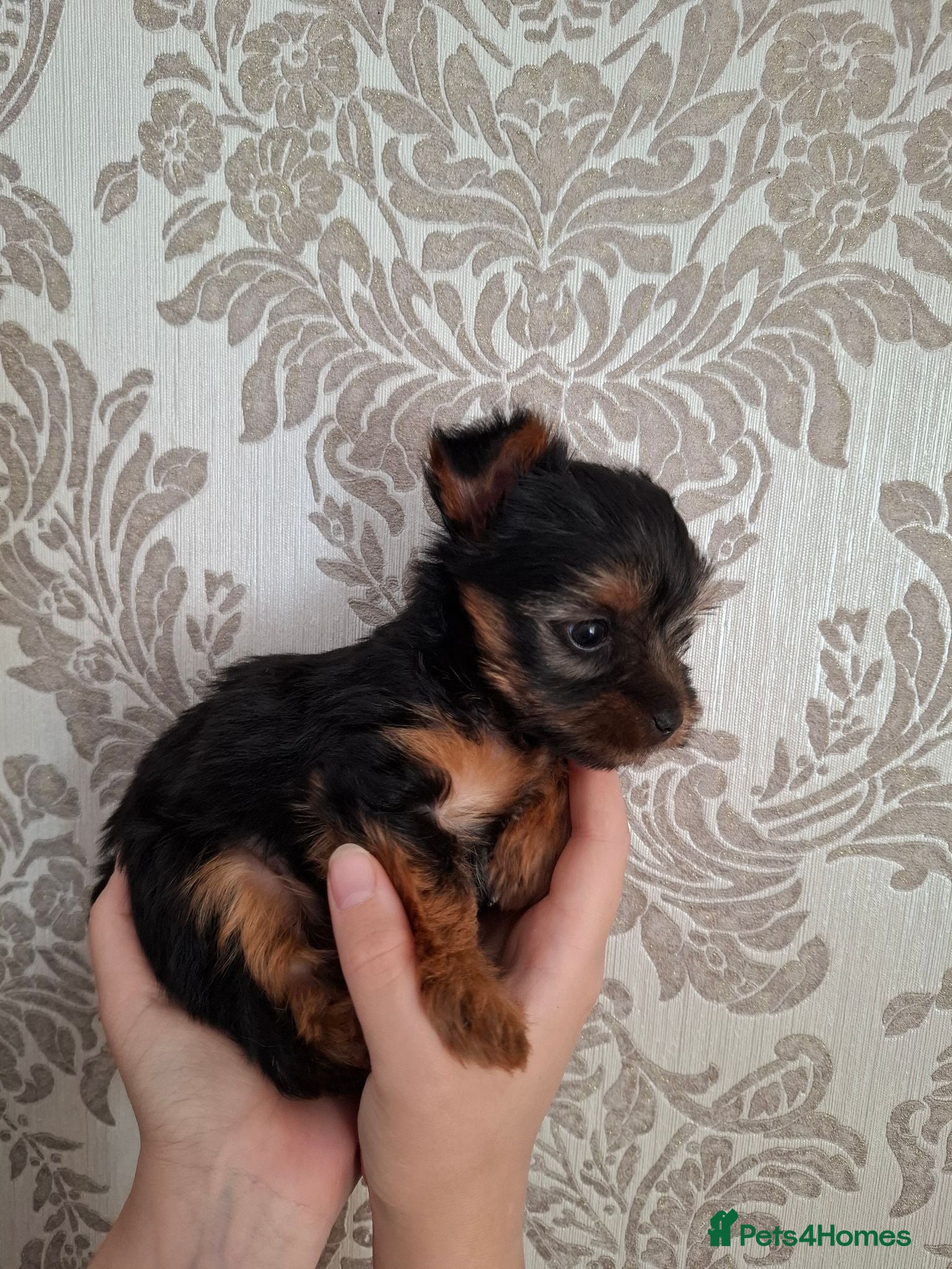 Yorkshire Terrier dogs Charming Yorkshire Terrier Puppies - Advert 1