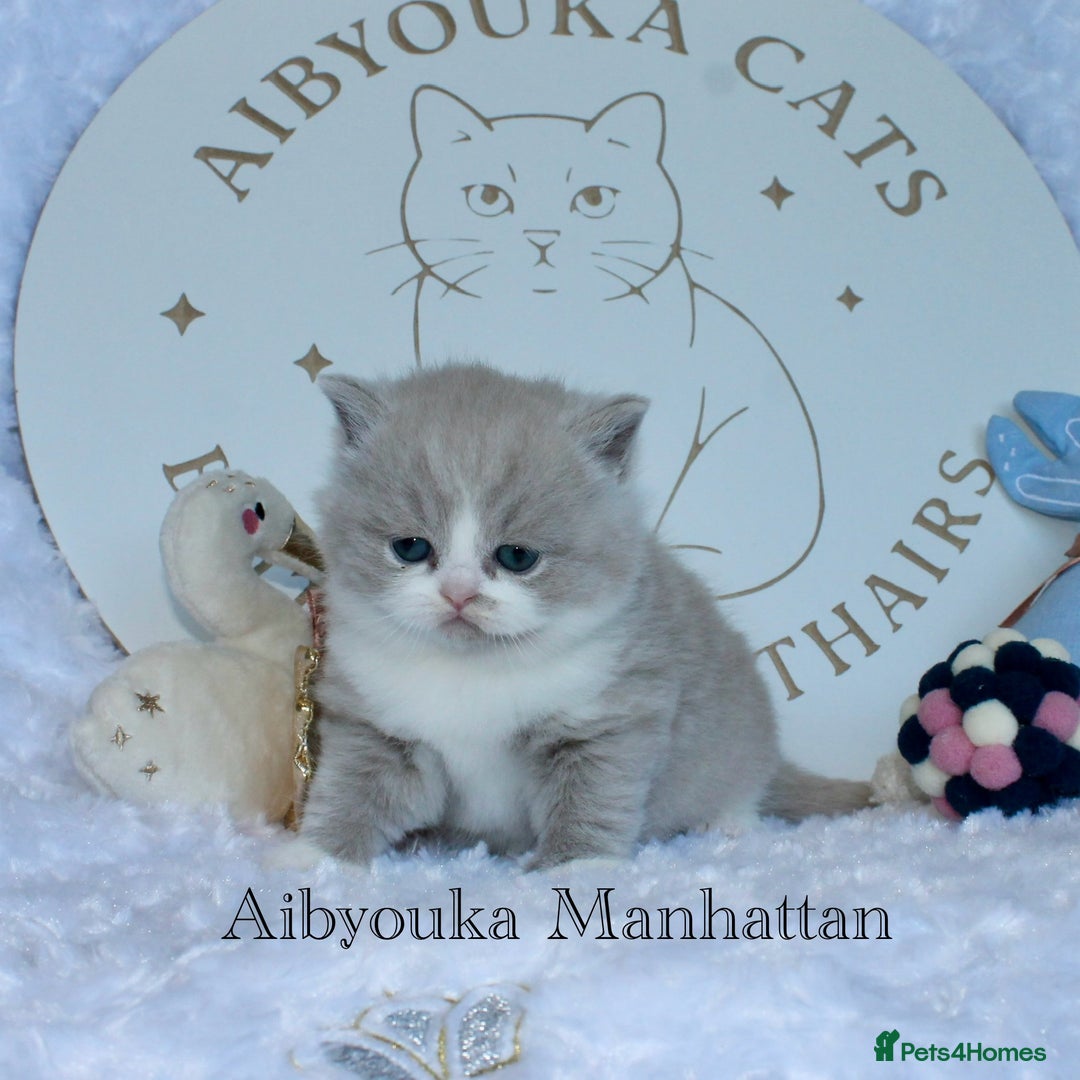 British Shorthair cats for sale: ✨ Gccf Champion Parents. Lilac bi colour male ✨ - Advert 22