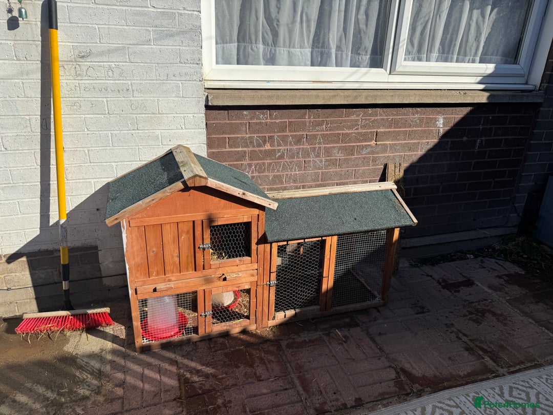 Chickens poultry for sale: Peckin bantams - Image 5