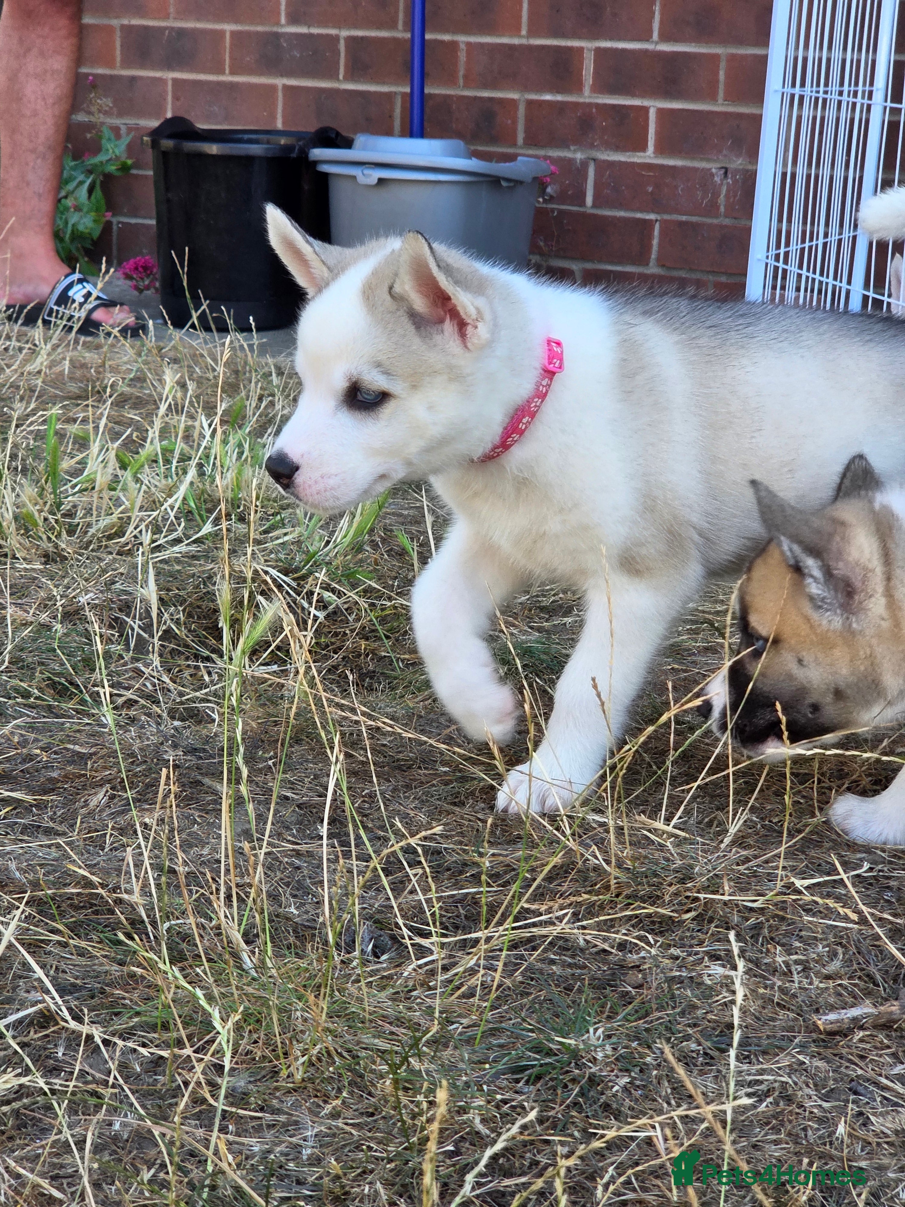 Huskita dogs Puppies for sale - Advert 2