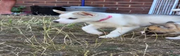 Huskita dogs for sale: Puppies for sale - Advert 19
