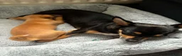 Mixed Breed dogs for sale: Chihuahua puppy in Birmingham - Advert 9