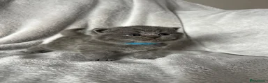 Blue male (light blue collar)