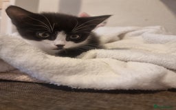 Turkish Angora cats for sale: Turkish Angora X Kittens Ready for New Homes  - Image 8