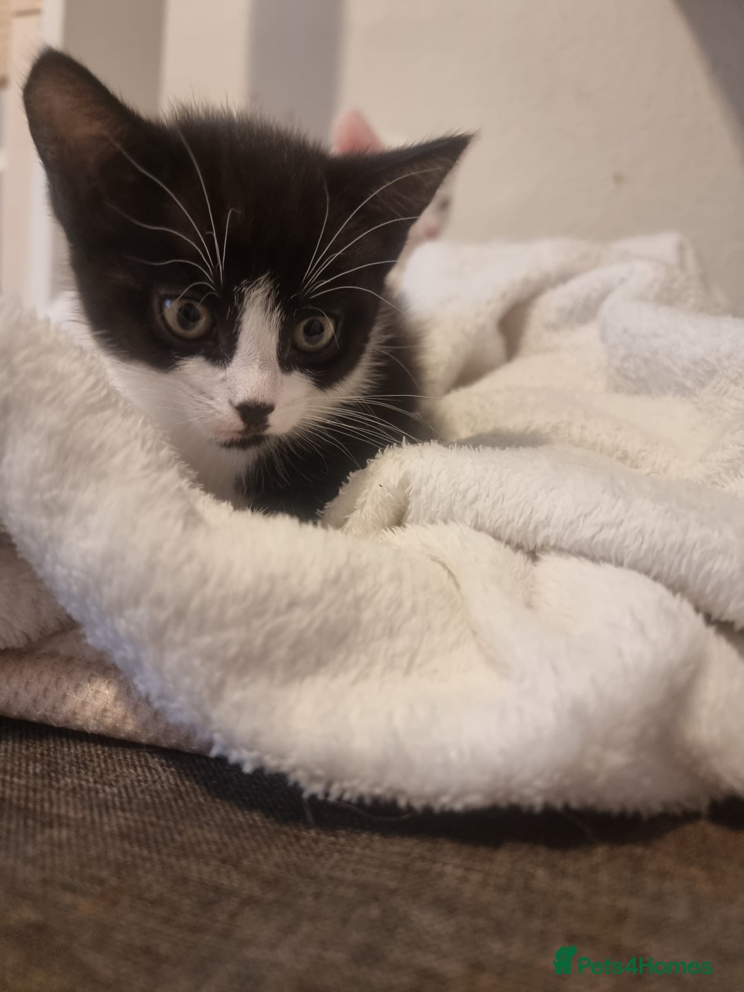 Turkish Angora cats for sale: Turkish Angora X Kittens Ready for New Homes  - Image 8