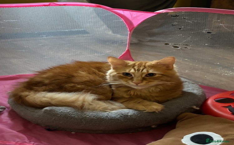 Mixed Breed cats - Advert 12