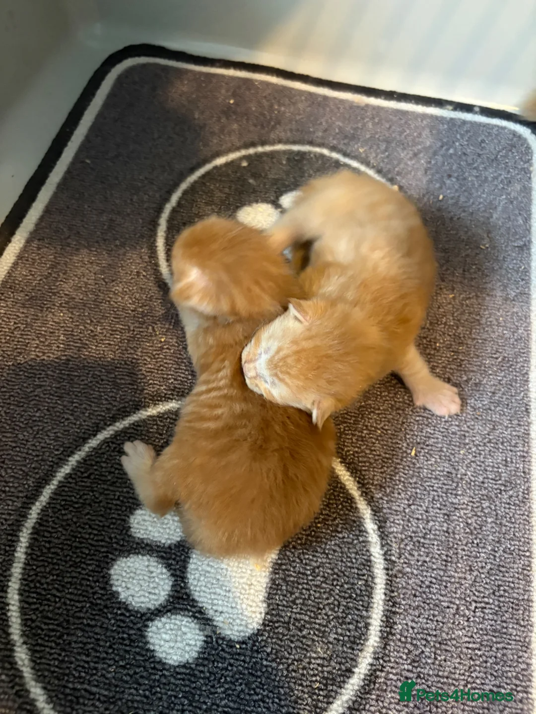 Maine Coon cats for sale: Gorgeous Ben & Jerry Maincoon boys  - Advert 12
