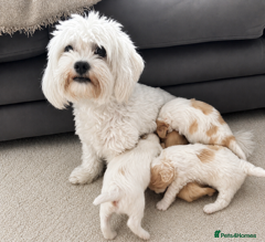 Maltipoo dogs 🐶 prestiage maltipoo puppies 🐶 - Advert 1