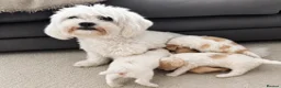 Maltipoo dogs for sale: 🐶 prestiage maltipoo puppies 🐶 in Southampton - Advert 1