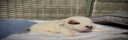 Jack Russell dogs for sale: Jack russell  - Advert 7