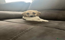 Jackapoo dogs for sale: Poodle x ready now  - Image 10