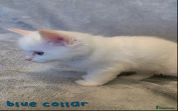 Ragdoll cats for sale: 5 Lovely, Pure Ragdoll Kittens - Image 14
