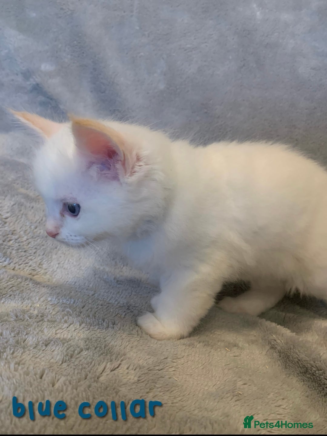 Ragdoll cats for sale: 5 Lovely, Pure Ragdoll Kittens - Image 14