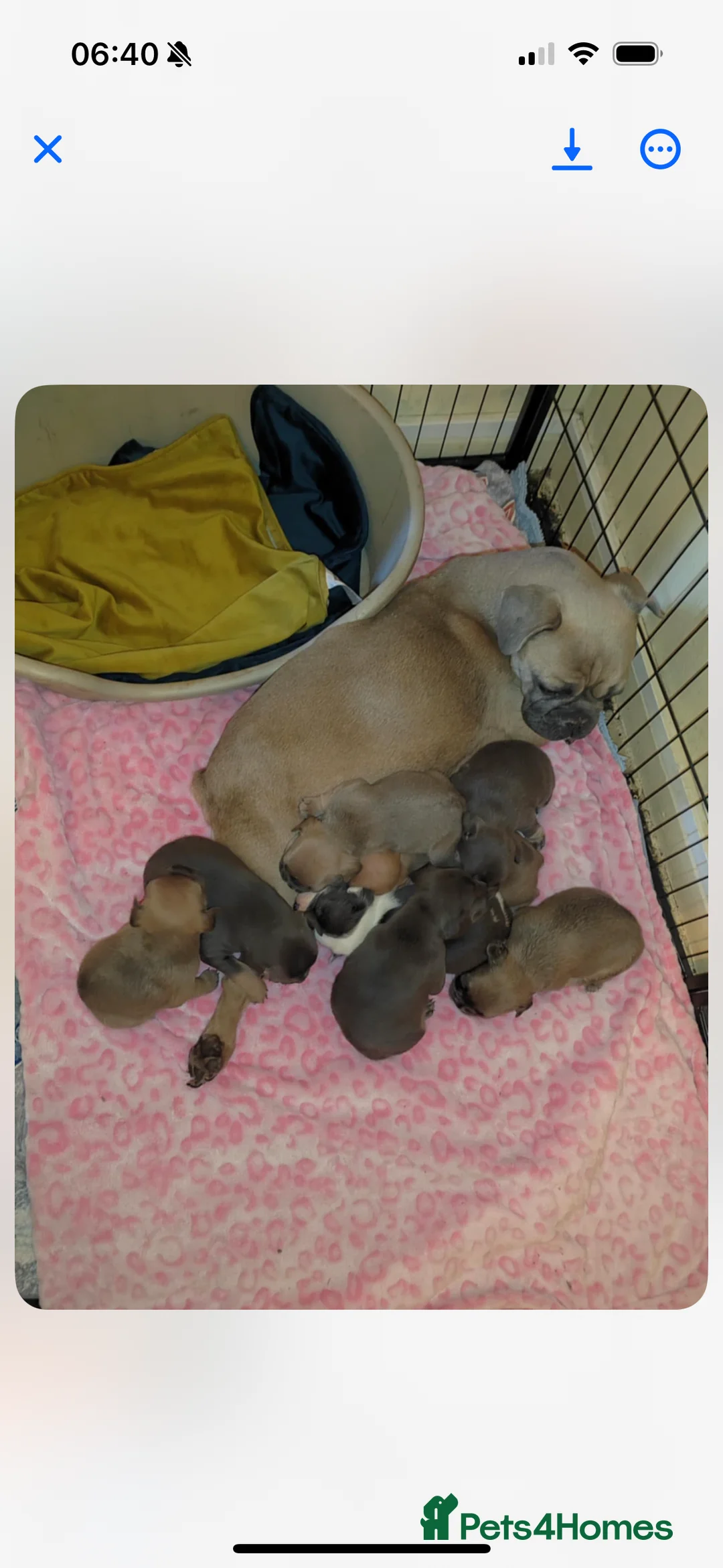 Mixed Breed dogs for sale: Mixed breed puppy  - Advert 1