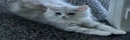 Persian cats for sale: Pure Persian  - Advert 3