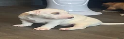 Miniature Bull terrier dogs for sale: White bull terrier girl  - Advert 4