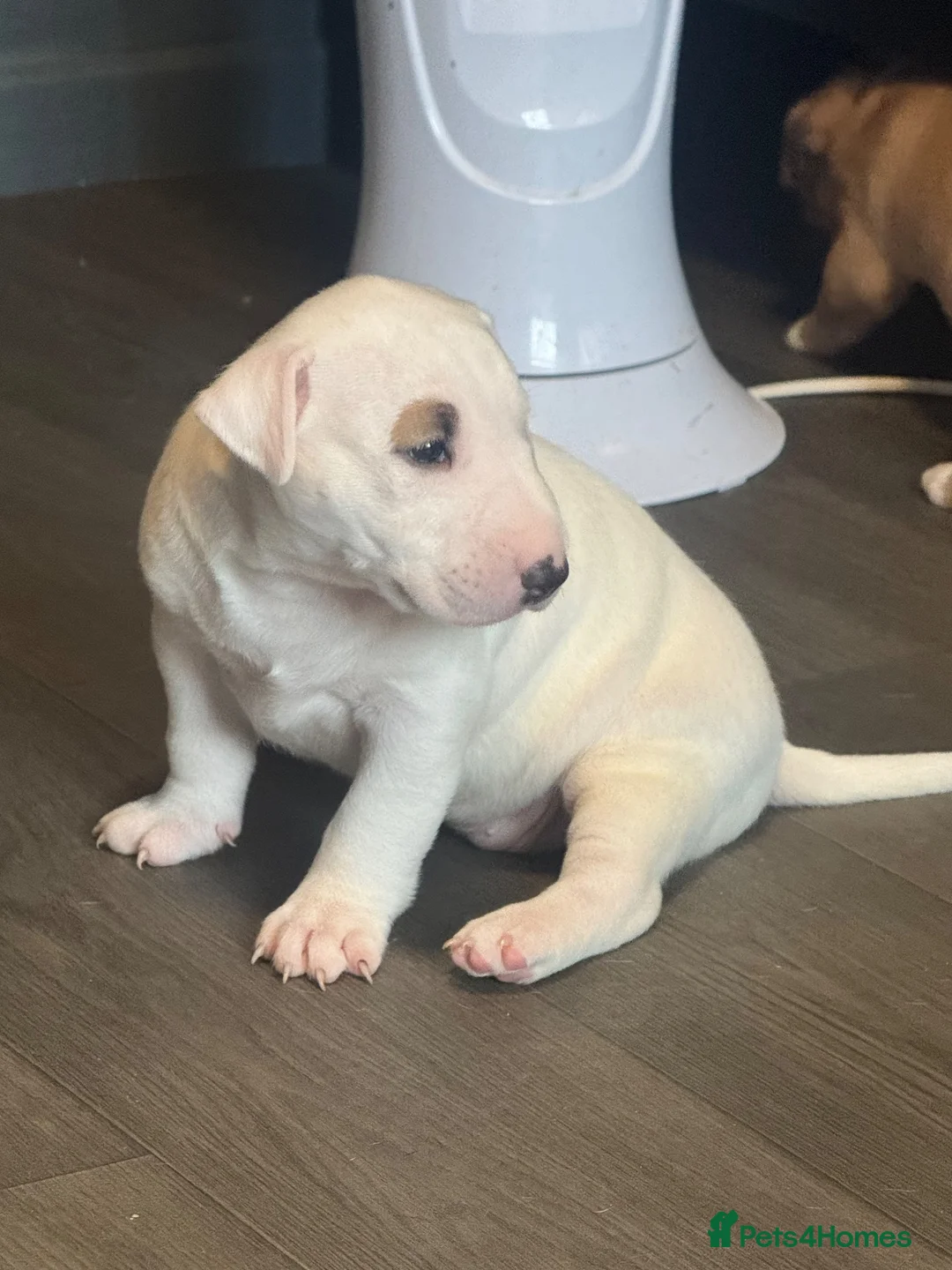 Miniature Bull terrier dogs for sale: White bull terrier girl  - Advert 4