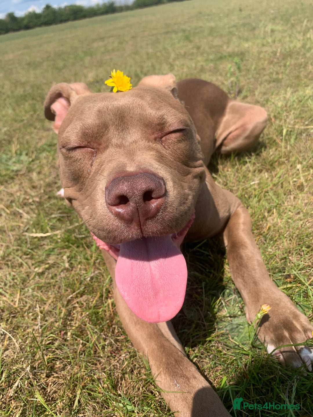 Mixed Breed dogs for sale: 8 month old pup for rehome.  - Image 5