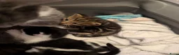 Mixed Breed cats for sale: Kittens in Ludlow - Advert 8