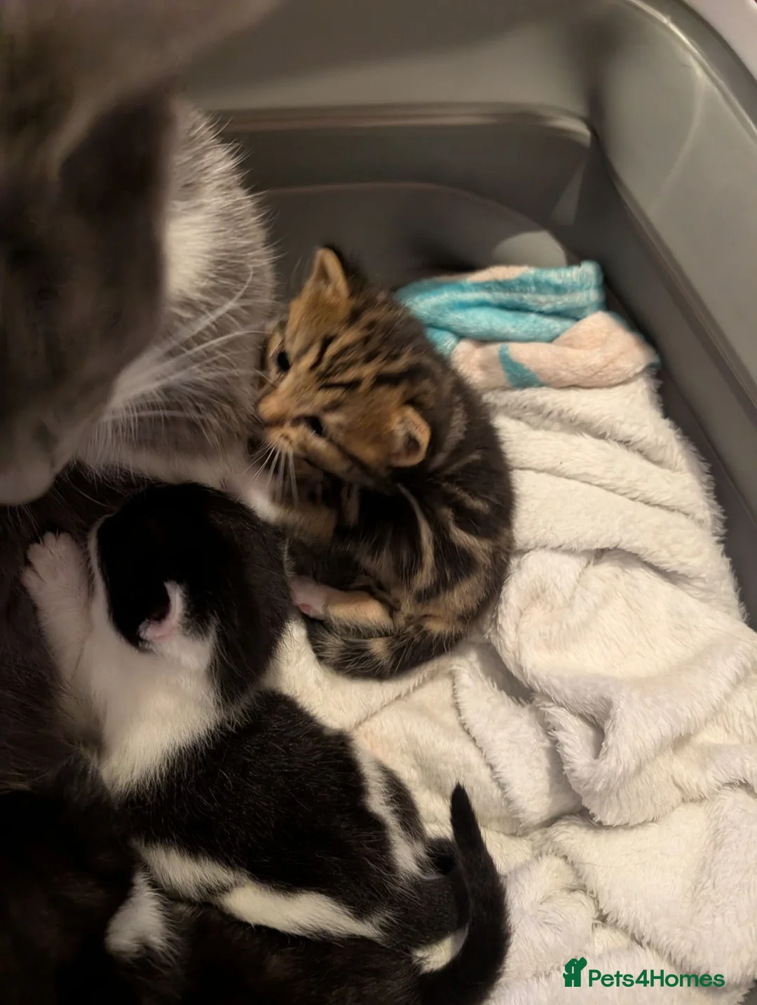 Mixed Breed cats for sale: Kittens in Ludlow - Advert 8