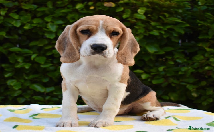 Beagle dogs - Advert 1