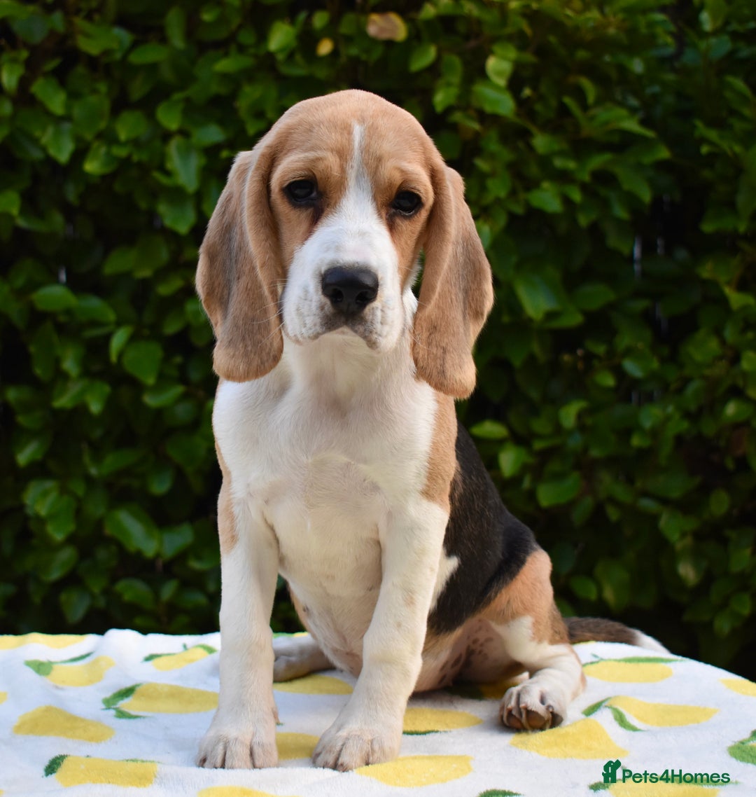 Beagle dogs for sale: Beautiful KC Beagle Puppy  - Image 1