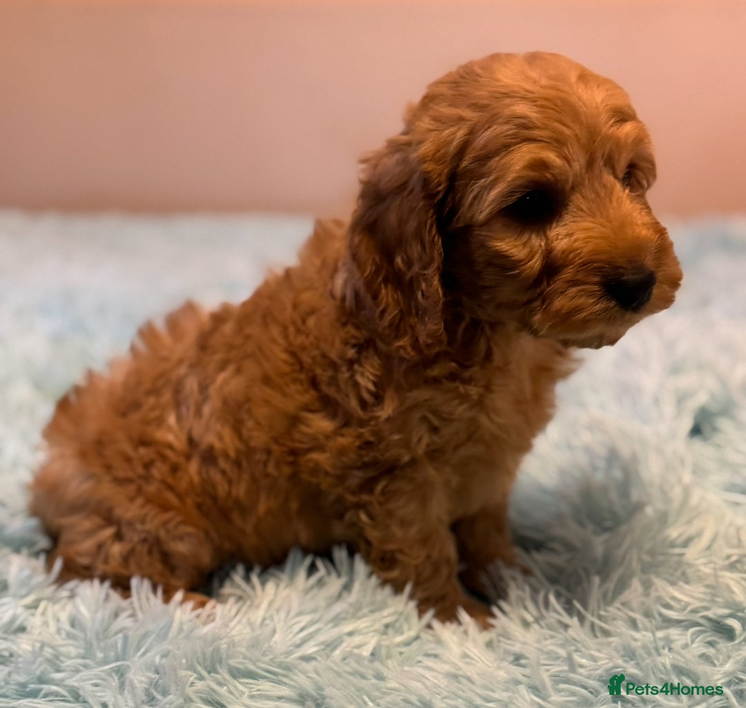 Cockapoo dogs for sale: Healthy Happy Stunning Cockapoo Puppies - Advert 3