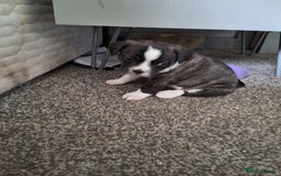 Mixed Breed dogs for sale: Frenchie chihuahua ( bullhuahua) - Image 16